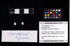 Foto (Objekt + Etikett) von Paguroidea indet.  (NHMW-GEO-2017-0089-0046)
